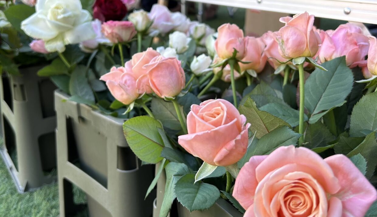 お知らせ】ご好評につき、11月も「前橋のバラ」の販売をいたします